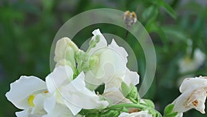 Bumblebee on a flower snapdragon