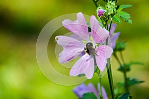 Bumblebee on a flower and spider. Summer