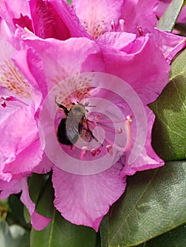 Bumblebee on flower in spring