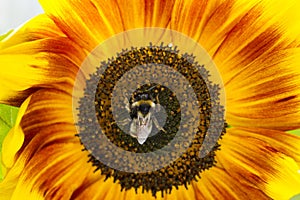 Bumblebee on a flower of a sunflower