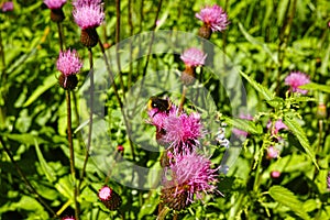 Bumblebee on the flower Thistle Carduus at meadow close-up