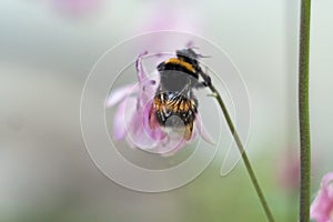 Bumblebee on flower. Works like a bee