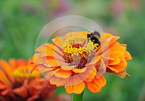 Bumblebee on the flower of zinnia