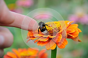 Bumblebee on the flower of zinnia