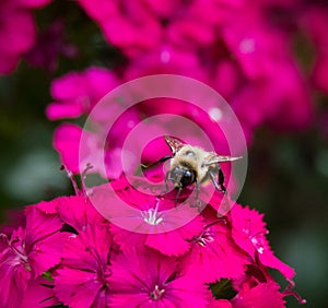 Bumblebee on Flowers