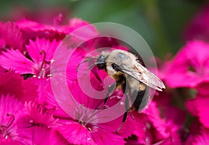 Bumblebee on Flowers