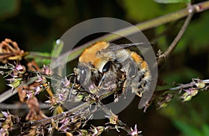 Bumblebee on flowers 3