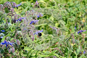 Bumblebee on the flowers of Borage Starflower photo