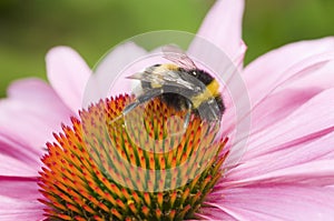 Bumblebee flowers stamp