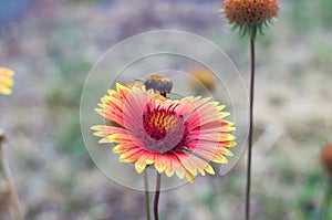 Bumblebee fly on a Blooming red flower Gaillardia, asters family. Flowering of chamomile Gerbera for nature background