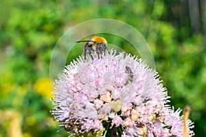 Bumblebee and fly collect nectar on a round flower in summer in the garden