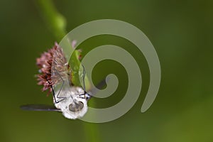 bumblebee fly posing frontally clinging to a grass, eyes bulging. neat composition, animal macro-photography with green background