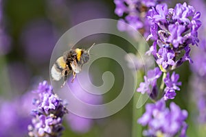 Bumblebee flying to purple flower