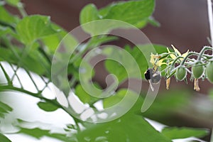 Bumblebee foraging on a tomato flower