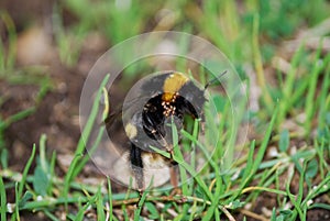 Bumblebee in the foreground with parasites