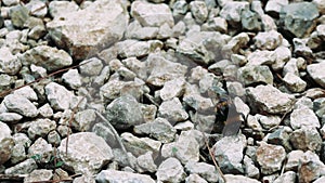 Bumblebee in forest showcases biology, an entomology study. Walking on grains and stones, it's biology and