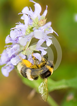 Bumblebee full of pollen