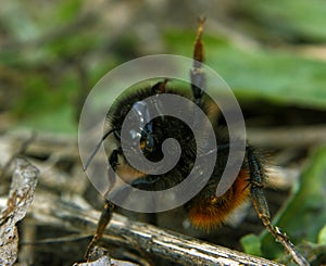 Bumblebee in funny pose yeah,baby