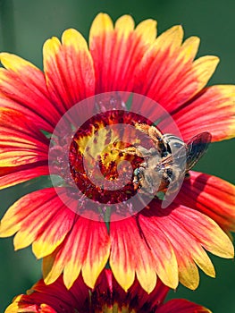 Bumblebee on Gaillardia Pulchella