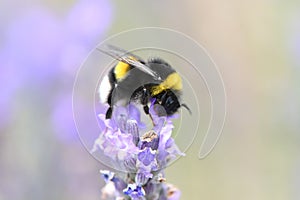 Bumblebee gathering nectar and pollen