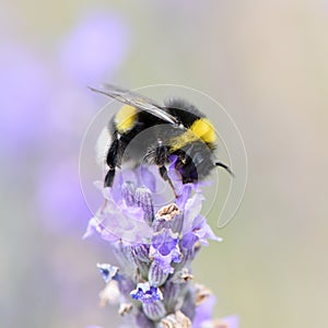 Bumblebee gathering nectar and pollen