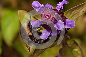 Bumblebee is gathering nectar from prunella vulgaris. Animals in wildlife.