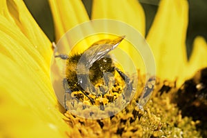 Bumblebee gathering pollen