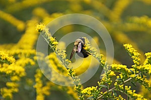 A Bumblebee Gathering Pollen on Stalks of Yellow Flowers