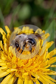 Bumblebee gathers nectar from a dandelion flower.