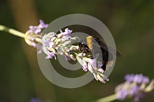A bumblebee gathers nectar from a lavender flower