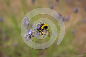 A bumblebee gathers nectar from a lavender flower