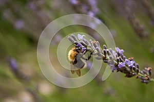 A bumblebee gathers nectar from a lavender flower