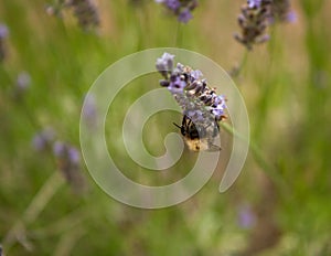 A bumblebee gathers nectar from a lavender flower