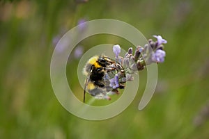 A bumblebee gathers nectar from a lavender flower