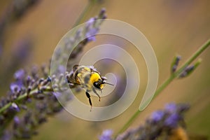 A bumblebee gathers nectar from a lavender flower