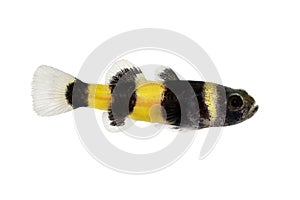 Bumblebee goby Brachygobius doriae gobies tropical aquarium fish