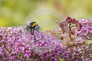 Bumblebee gorging on the summer pollen