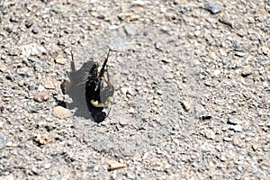 Bumblebee on the ground 3