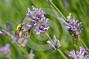 Bumblebee hanging on lavender branch