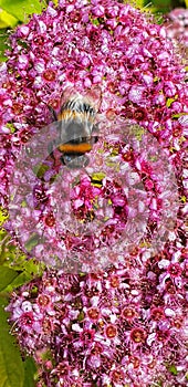 Bumblebee having lunch on hortense