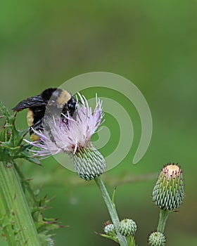 Bumblebee with head in Sow thistle flower