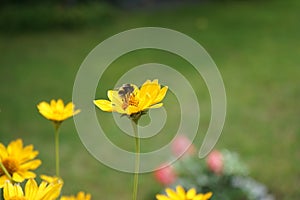 Bumblebee on a Heliopsis flower in the garden. Bombus terrestris is one of the most numerous bumblebee species in Europe. Berlin