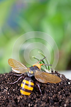 Bumblebee in hibernation in spring