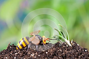 Bumblebee in hibernation in spring