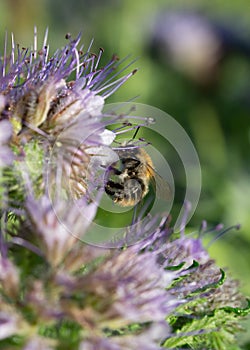 Bumblebee on a honey flower, phacelia