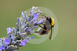 A bumblebee, or humble-bee is any of over 250 species in the genus Bombus,