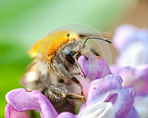 Bumblebee on hyacinth flowers close up