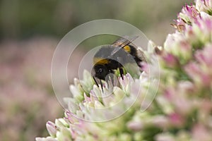 Bumblebee on Hylotelephium `Herbstfreude` Pink Sedum