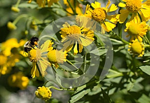 Bumblebee On Illinois Yellow Wildflower