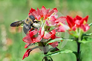 Bumblebee on Indian Paintbrush
